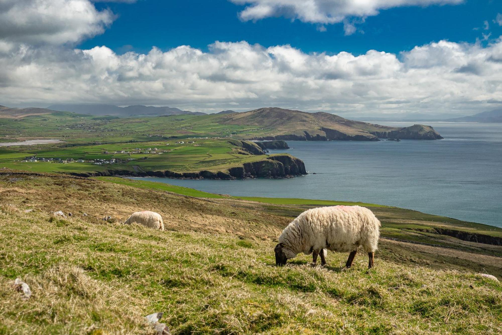 Ventry Farm - Seaside Cottage 외부 사진